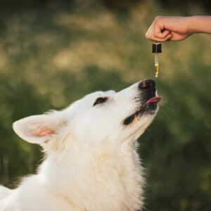 CBD kanapių aliejus augintiniams