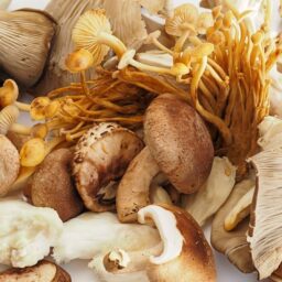 Funkciniai grybai