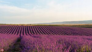 eterinis levandų aliejus