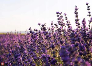 natūralus Levandų eterinis aliejus