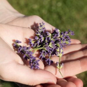 natūralus levandų aliejus