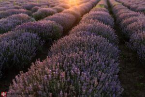 eterinis levandų aliejus